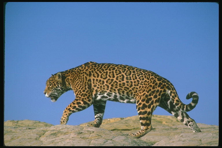 Коричневые пятна в черном ободке на спине ягуара