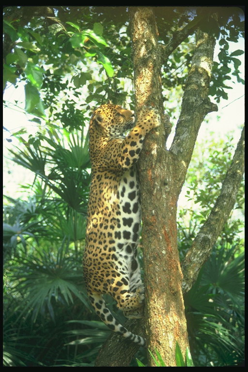 Ягуар лезет на дерево