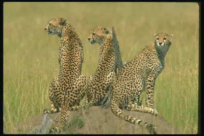 Три леопарда на горке с земли