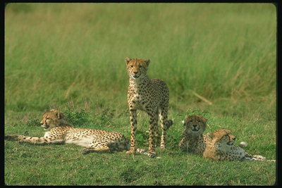 Леопарды отдыхают на поляне