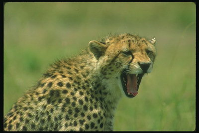 Пушистая шерсть ребенка леопарда