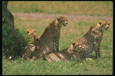 http://pix.com.ua/db/animals/wild/cheetahs_leopards_and_jaguars/m-134020.jpg