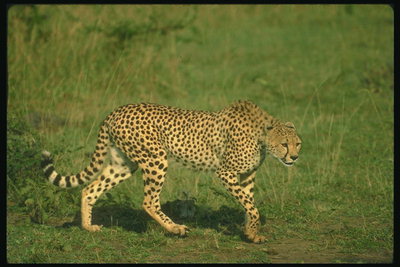 Леопард на фоне зеленой травы