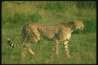 Стройные лапы леопарда