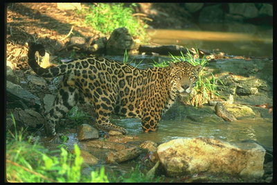 Ягуар в воде среди камней