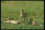 Леопарды отдыхают на поляне