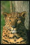Леопард с длинными белыми усами