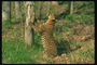 Ягуар точит когти об ствол дерева