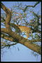 Ягуар на дереве