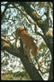 Пятна на светло-коричневой шерсти ягуара