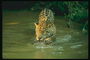 Ягуар пьет воду с реки