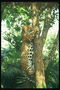 Ягуар лезет на дерево
