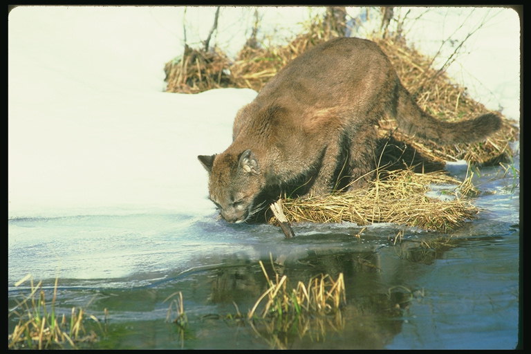 Животное пьет воду с реки