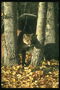 Кугуар среди стволов деревьев и осеннего листья