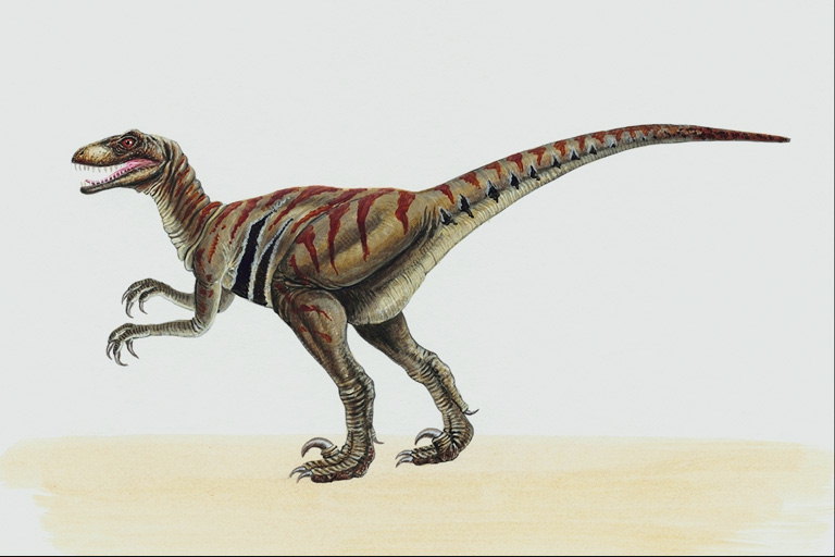 Селлозавр коричневого цвета с бордовыми полосками на спине