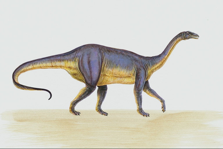Светло-фиолетовая спина динозавра