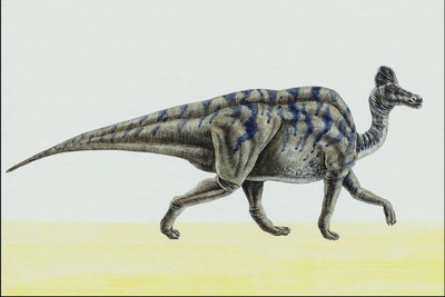Коритозавр серого цвета с темно-синими полосками на спине