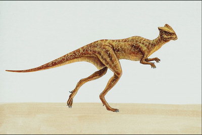Пахицефалозавр оранжевого цвета в свнтлую полоску