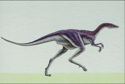 Трицератолс с маленькими тонкими передними лапами, темно-сиреневая спина и серый живот