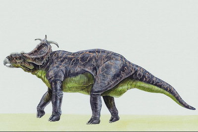  Разновидность пахиринозавров