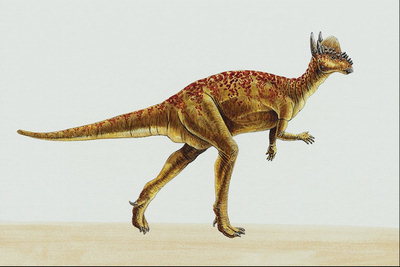 Пахицефалозавр с красными пятнами на спине