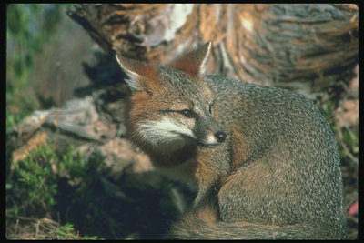 Темно-серая лиса с коричневыми пятнами на голове, лапах
