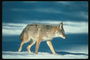 Тень койота на снегу