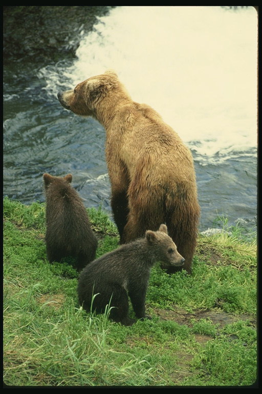 Медвежата и мама на обрыве холма