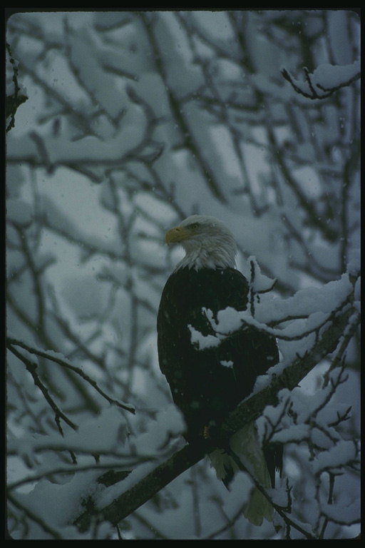 Белоголовый орел на снежной ветке