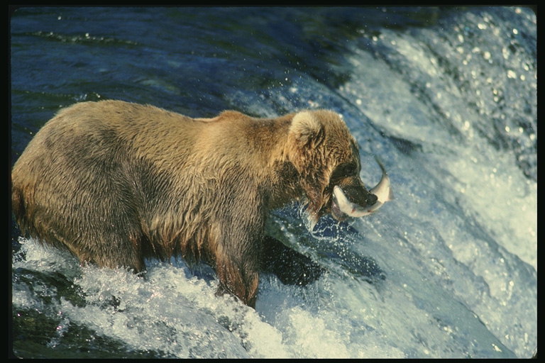 Медведь и его жертва в бушующей воде горной реки 