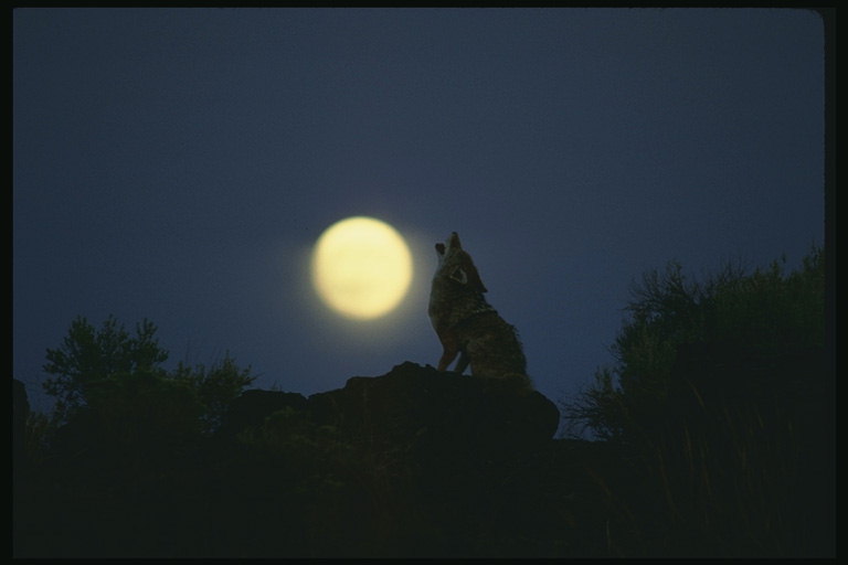 Вой волка на луну. Силуэт в лунном свете