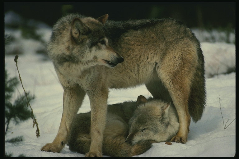 Волчица и волченок