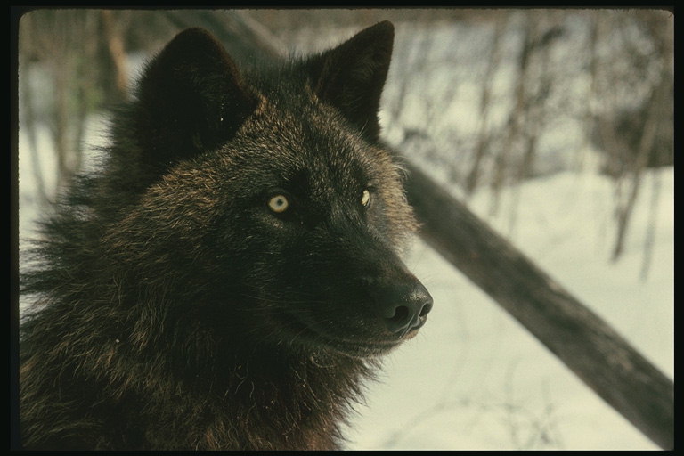 Темно-коричневая шерсть волка. Черный нос и светлые глаза