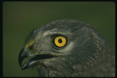 Орел темно-серого цвета