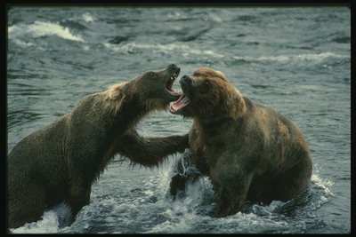 Борьба между медведями