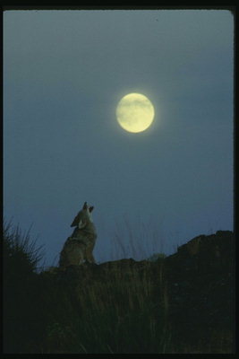 Силуэт волка на холме в лунном свете