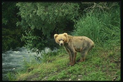 Медвеженок светло-коричневого цвета