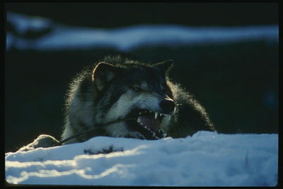 Острые икла волка