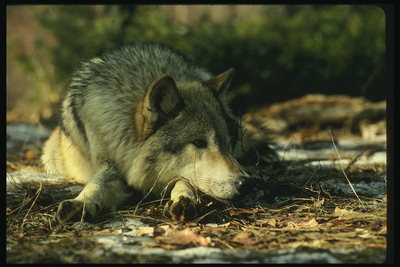 Отдых. Волк на осеннем листье