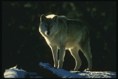 Светло-серая шерсть волка