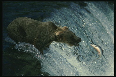 Медведь на рыбалке. Ловля рыбы в горной реке
