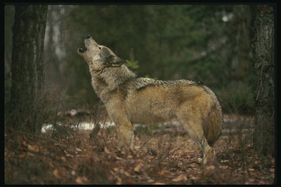 Серый волк среди осеннего листья