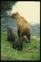 Медвежата и мама на обрыве холма