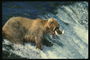 Медведь и его жертва в бушующей воде горной реки 