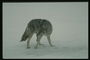 Серый волк на фоне белого снега