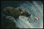 Медведь на рыбалке. Ловля рыбы в горной реке