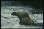 Медвеженок и медведь на камне среди реки. Первый урок