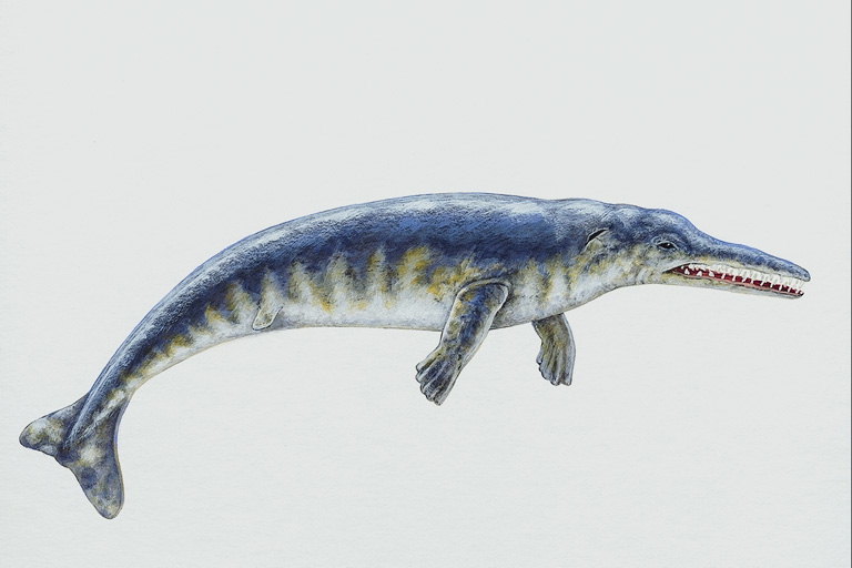 Рептилия с синей спиной и белым животом. Острые зубы