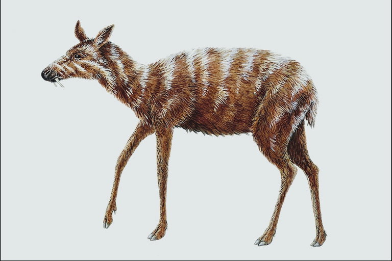 Животное ржего цвета в белую полоску на спине с двумя короткими иклами