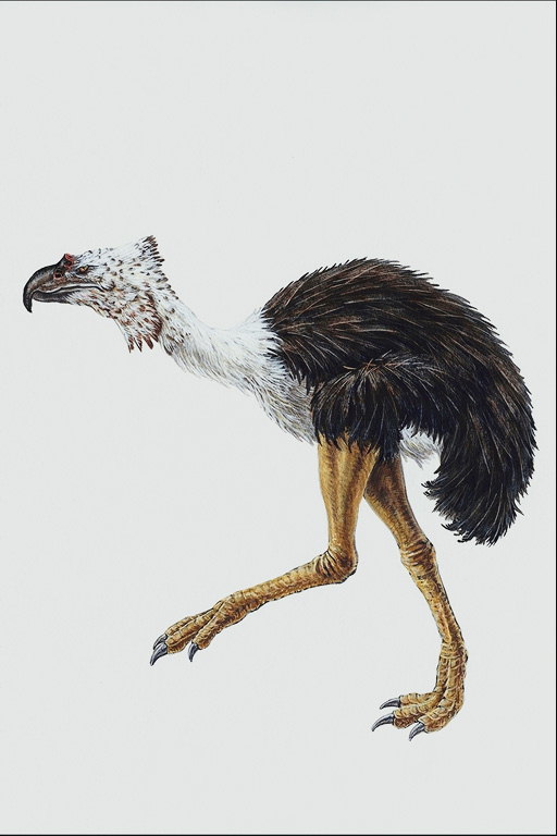 Предок страуса. Белое перье на голове и шее. Черные длинные перышки на спине. Длинные оранжевые лапы